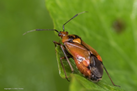 Rode halsbandwants (vrouw)
