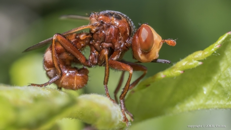 Roestbruine kromlijfje