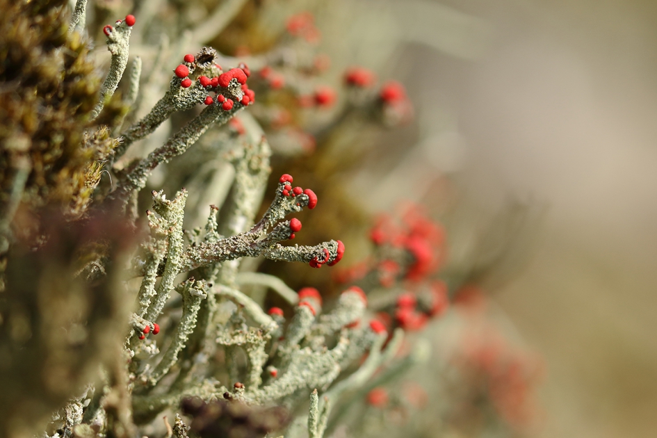 rood bekermos - Planten - 
