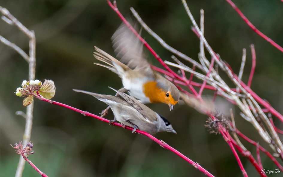 Roodborst vs Zwartkop - Vogels - Roodborst