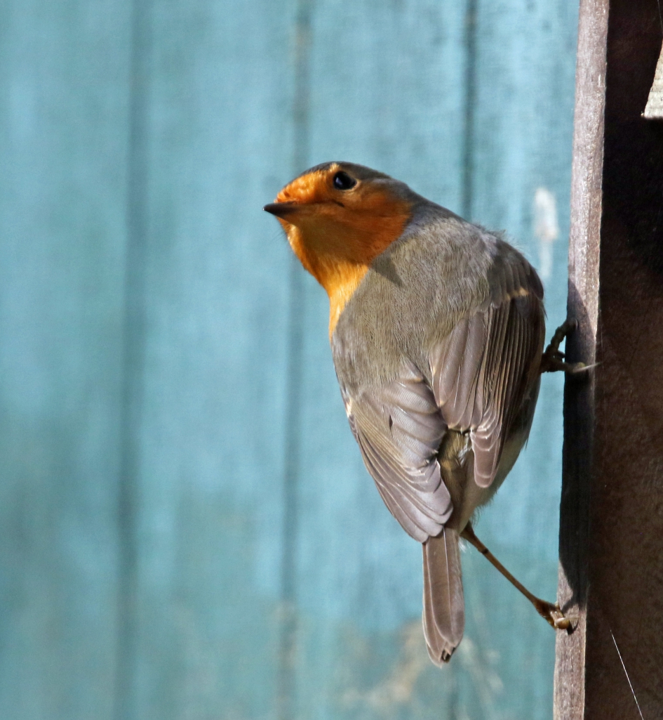 Roodborstje (1) - Vogels - 
