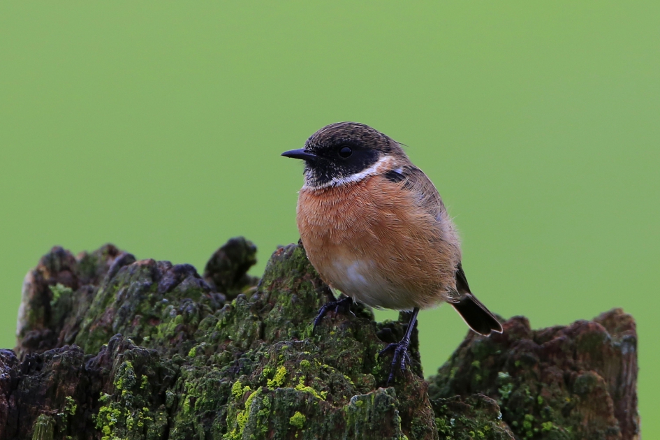 Roodborsttapuit - Vogels - Roodborsttapuit