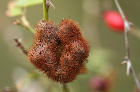 rozenknolgalwesp met veel broedkamertjes