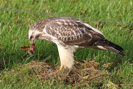 Buizerd eet muisje