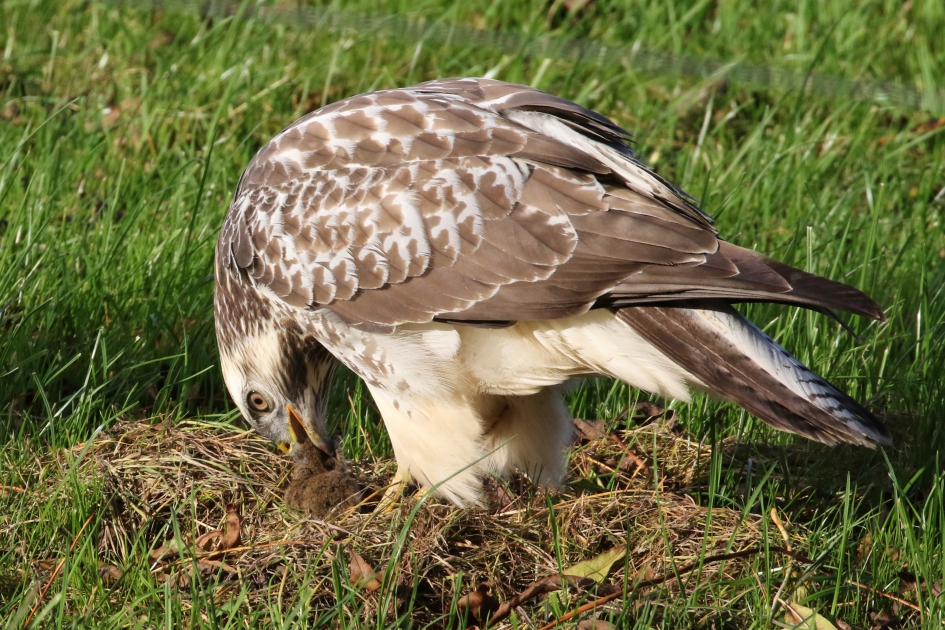 Buizerd met muis - Vogels - 