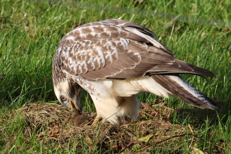 Buizerd met muis