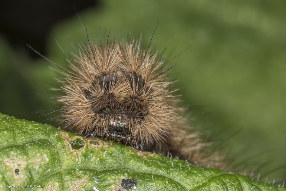 Rups van.. - Geleedpotigen - Kleine beer