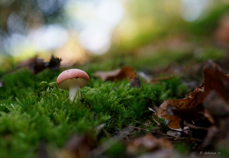 Russula - Schimmels - 