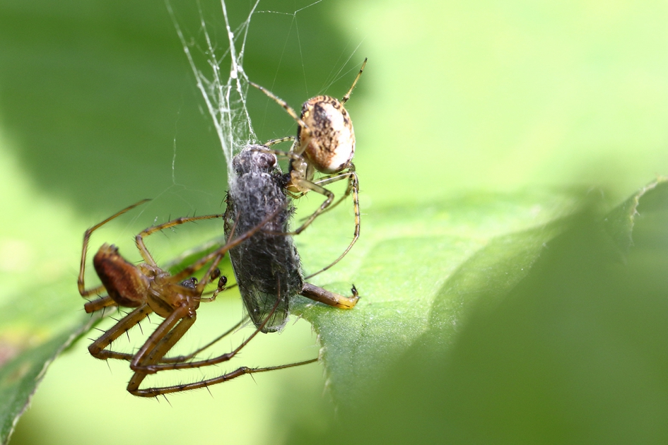 samen delen - Geleedpotigen - 