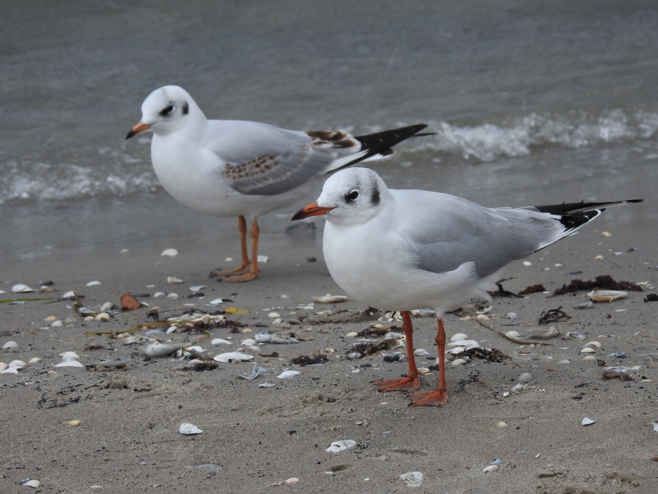 Samen op de foto - Vogels - Kokmeeuw