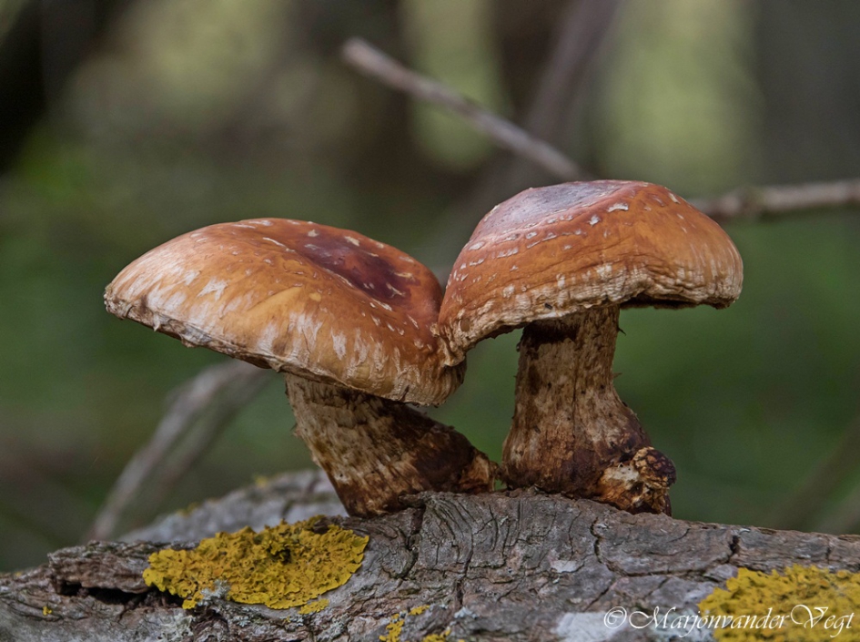 Samen staan we sterk - Schimmels - geen id
