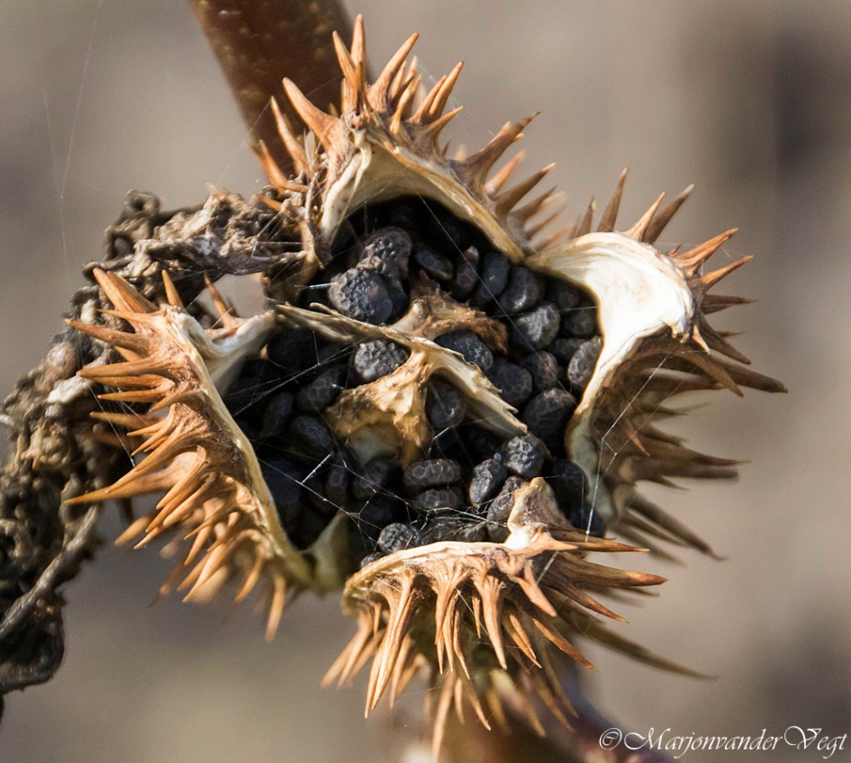 Schatkamer - Planten - Doornappel