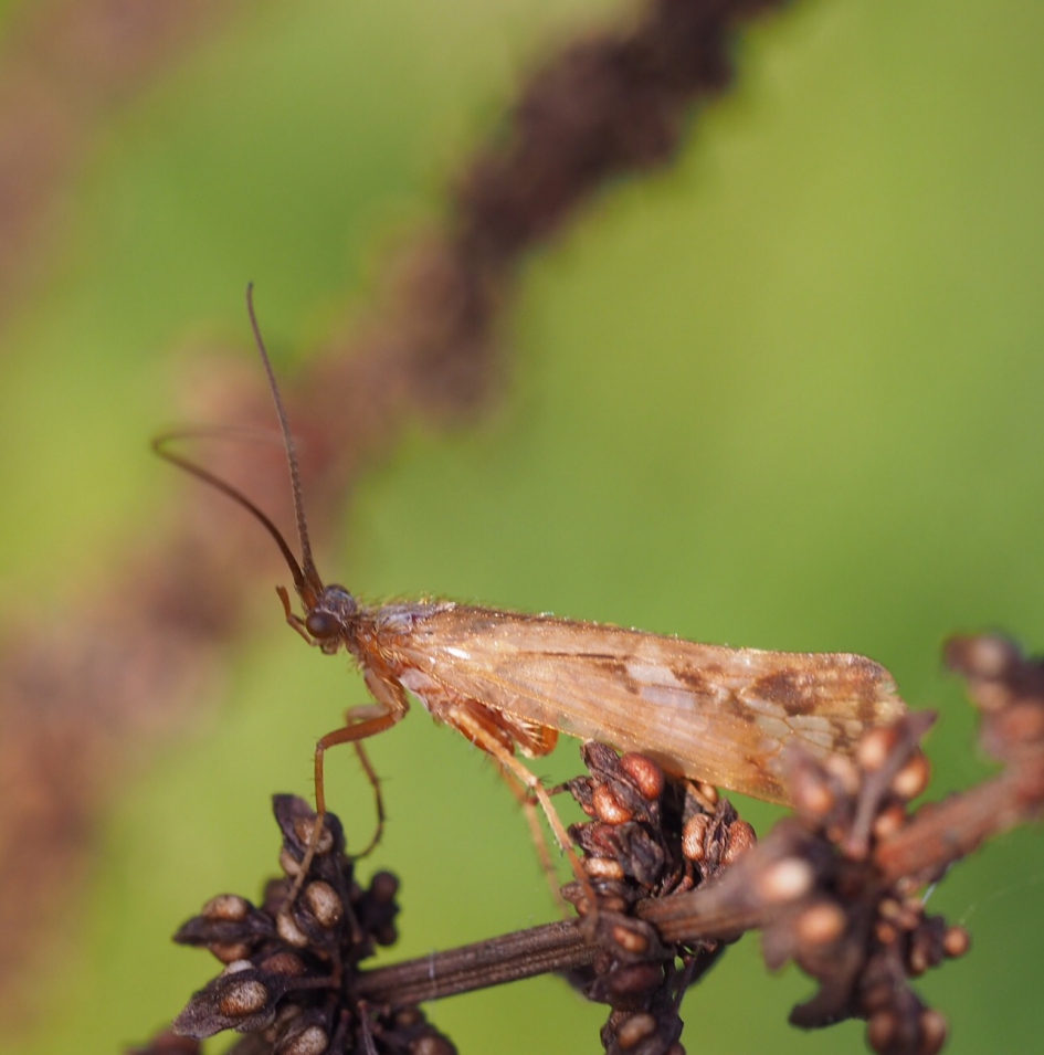 Schietmotje - Geleedpotigen - 