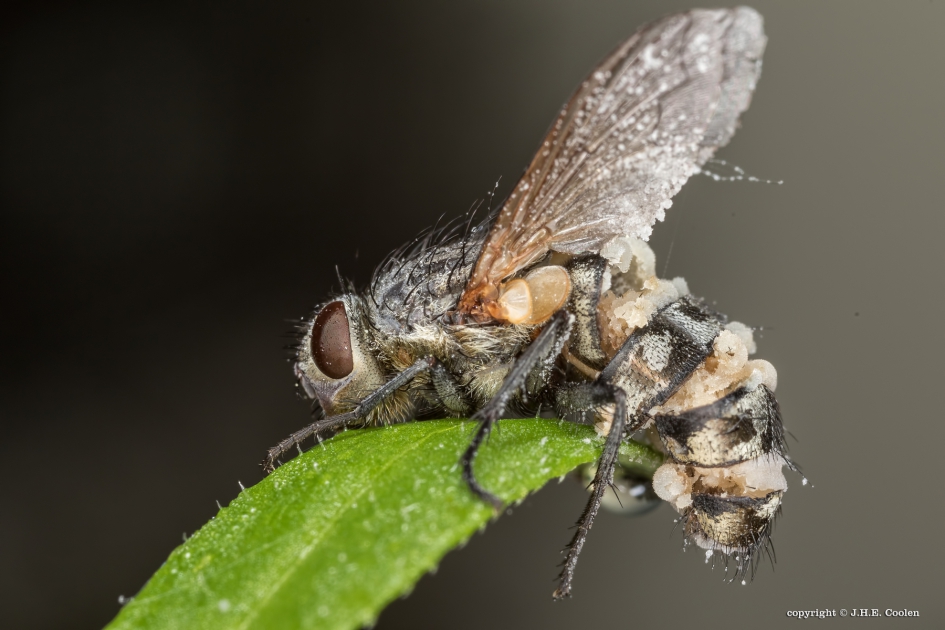 Schimmel - Overig - Schimmel