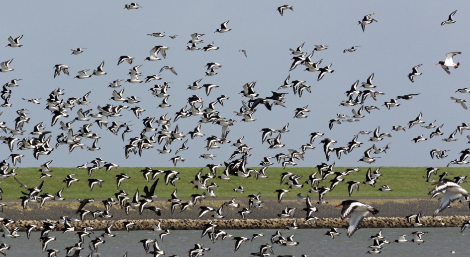 Scholeksters - Vogels - 