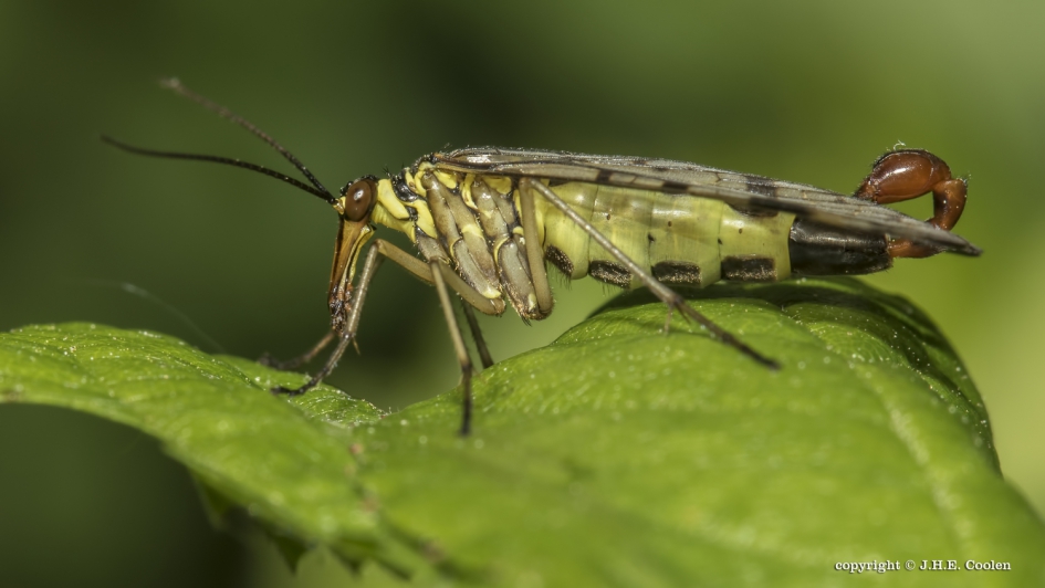 Schorpioenvlieg - Geleedpotigen - Schorpioenvlieg