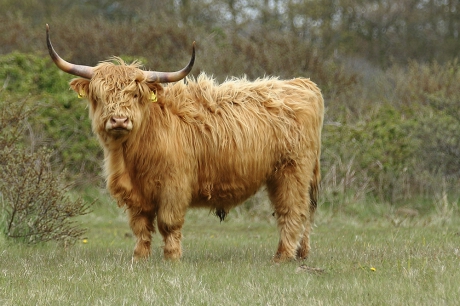 Schotse hooglander -m-