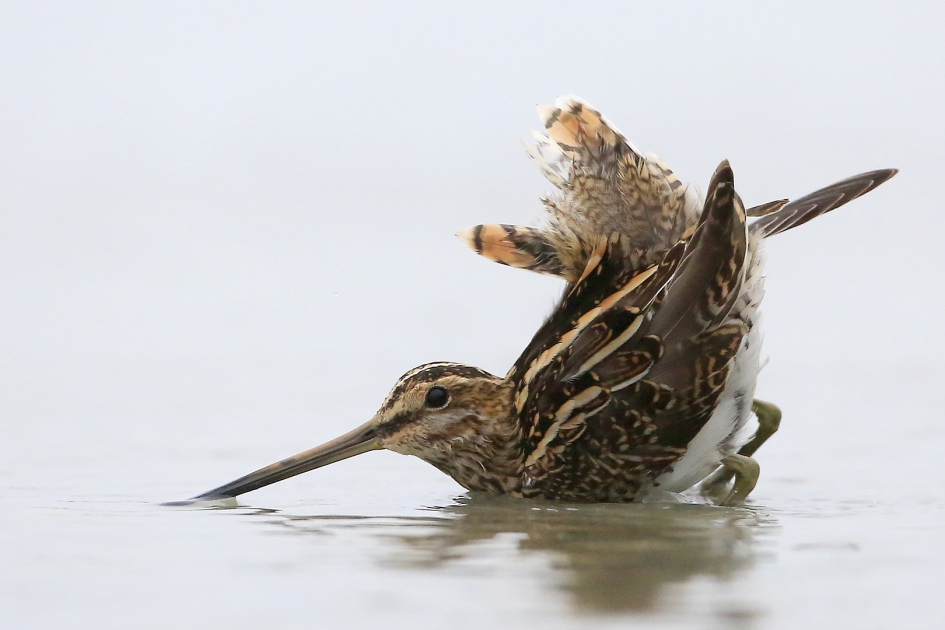 Schrik - Vogels - Watersnip