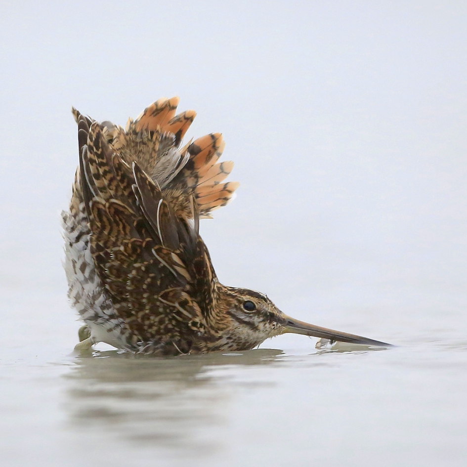 Schrik II - Vogels - Watersnip