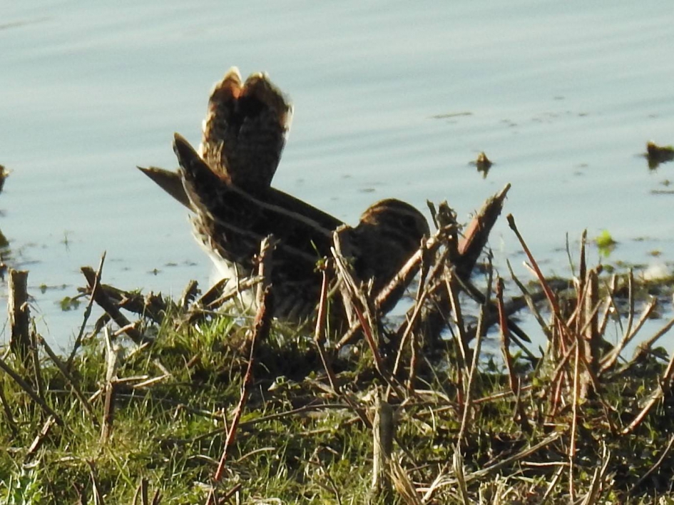 Schrikreactie van de watersnip - Vogels - Watersnip