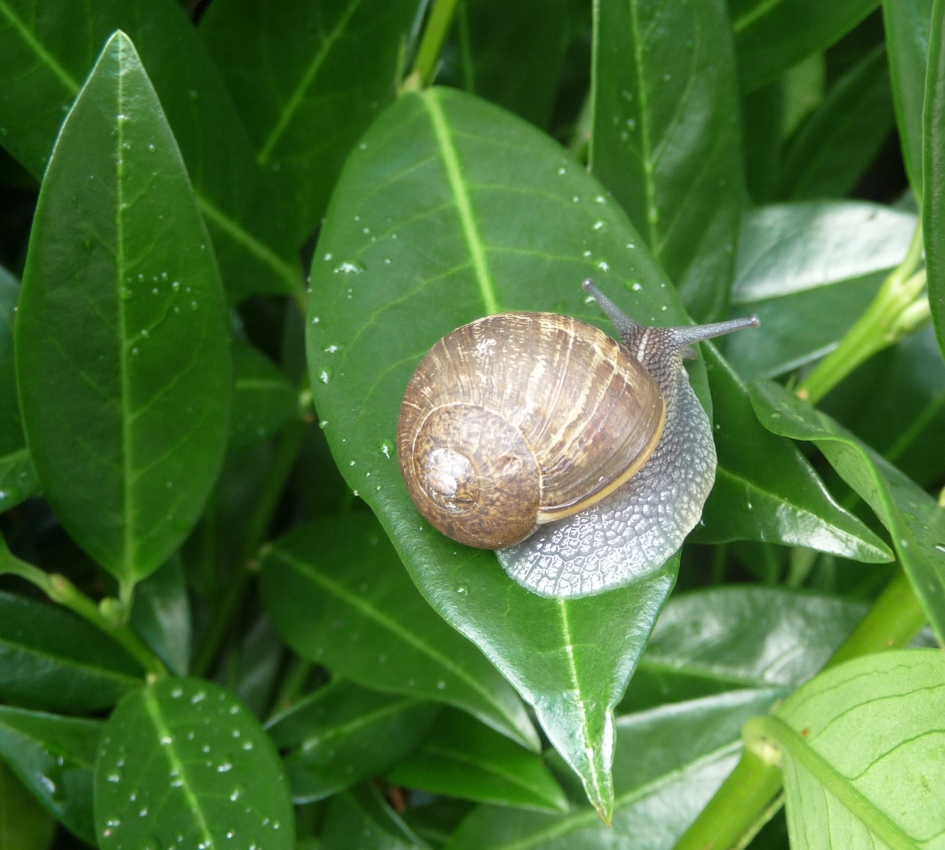 Slakje - Geleedpotigen - 