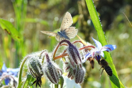 Sleets blauwtje tussen de pareltjes