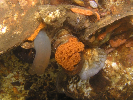 Slingerzakpijpen en doorschijnende zakpijpen