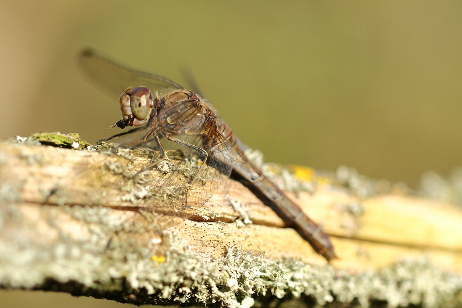 smakelijk hapje - Geleedpotigen - 