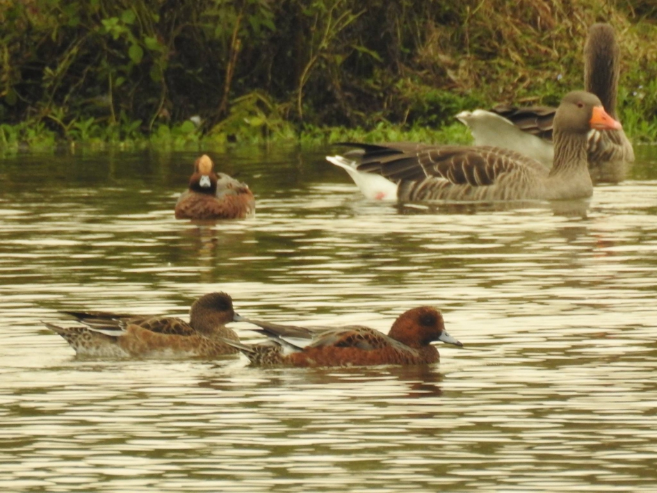 Smienten en Grauwe ganzen - Vogels - Smient  en Grauwe Gans