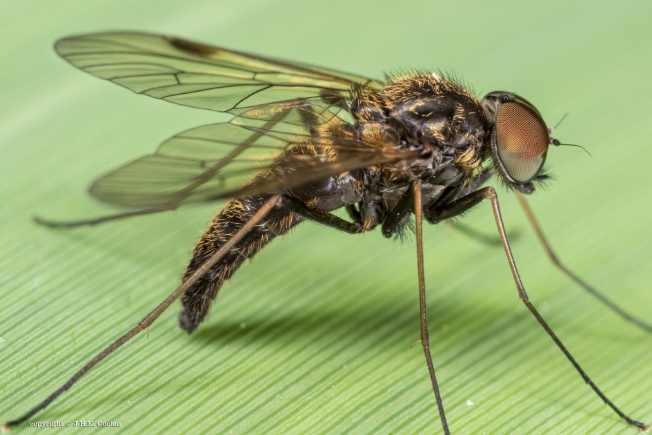 Snipvlieg - Geleedpotigen - Snipvlieg