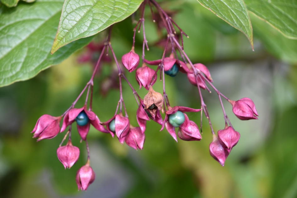 Snoepjes - Planten - 