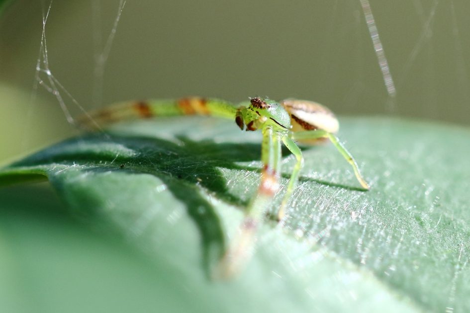 spine-chilling Halloween - Geleedpotigen - 