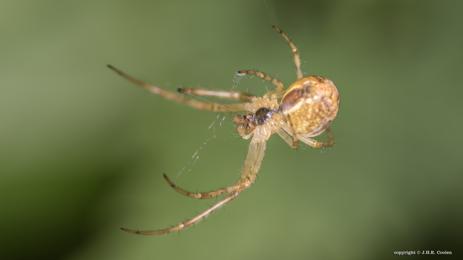 Spinnetje - Geleedpotigen - Spinnetje