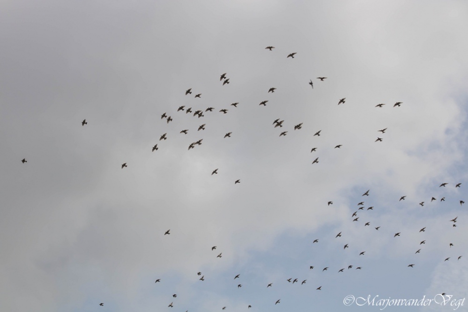 Spreeuwenvlucht - Vogels - Spreeuwen