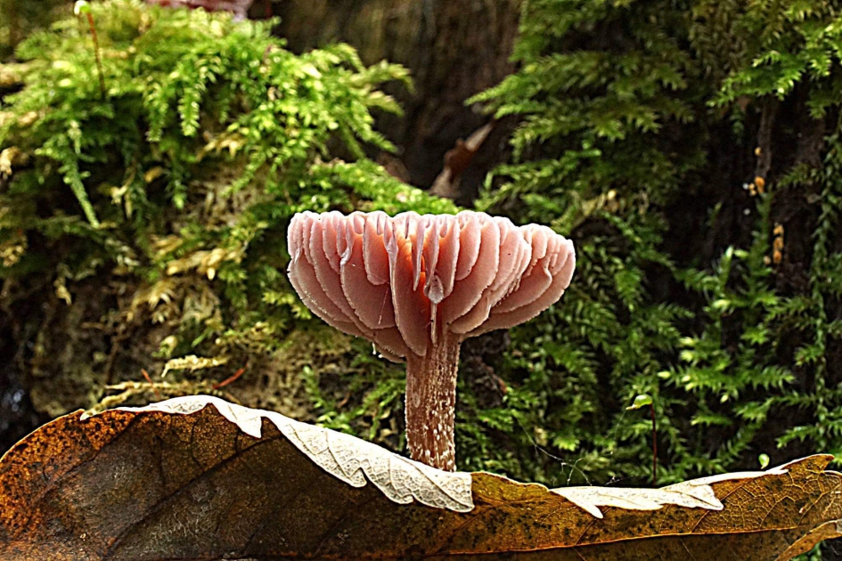 Sprookjes bestaan - Schimmels - Rodekool zwam