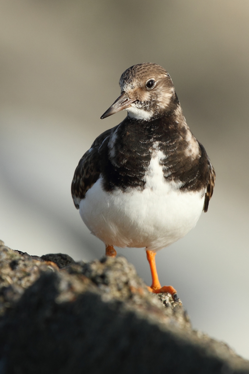 steenloper - Vogels - 