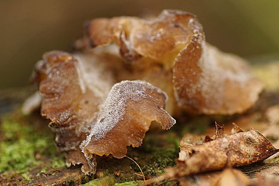 Stekelig - Schimmels - Stekel trilzwam