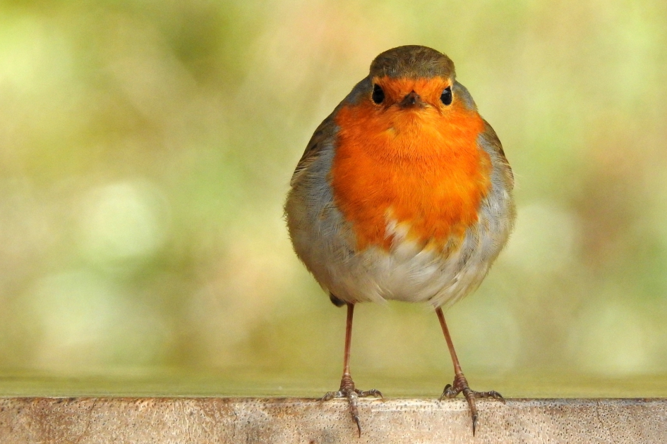 Stoere Roodborst - Vogels - Roodborst
