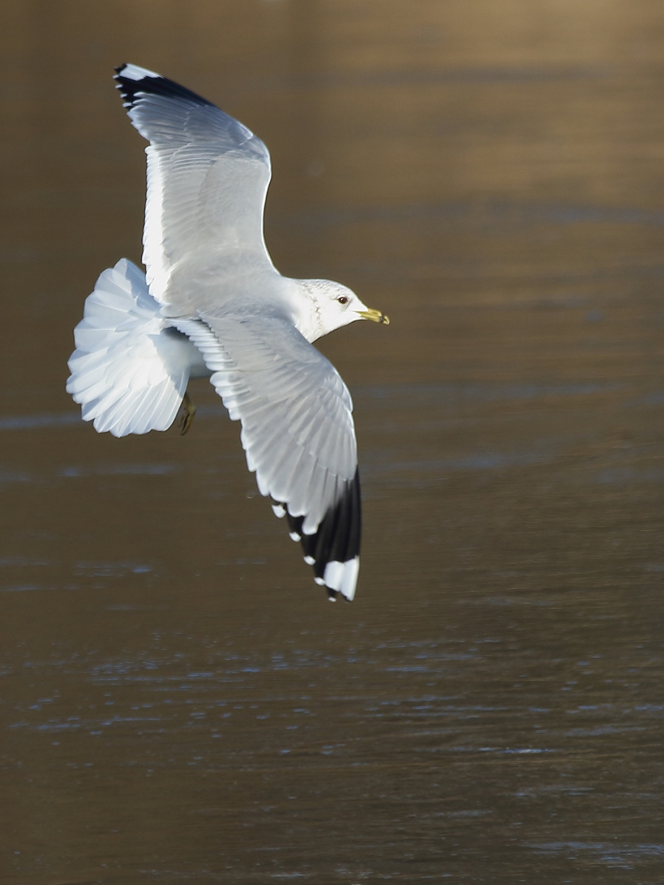 stormmeeuw - Vogels - 