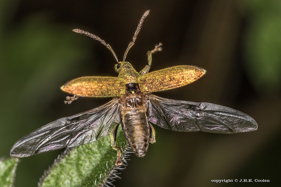 Struiksnuitkevertje - Geleedpotigen - Struiksnuitkever
