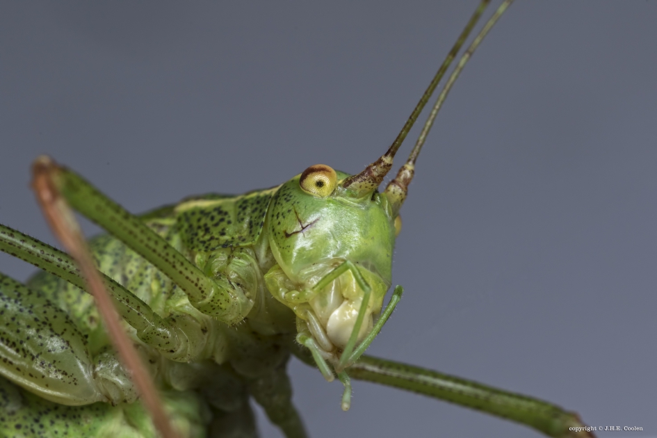 Struiksprinkhaan - Geleedpotigen - Struiksprinkhaan