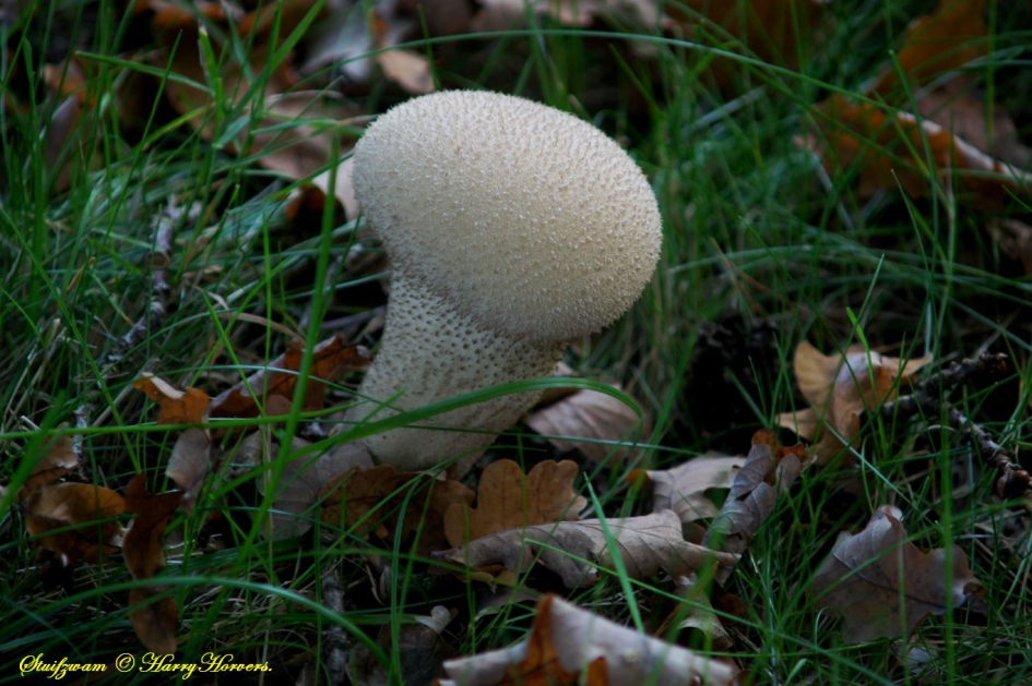 Stuifzwam - Schimmels - 