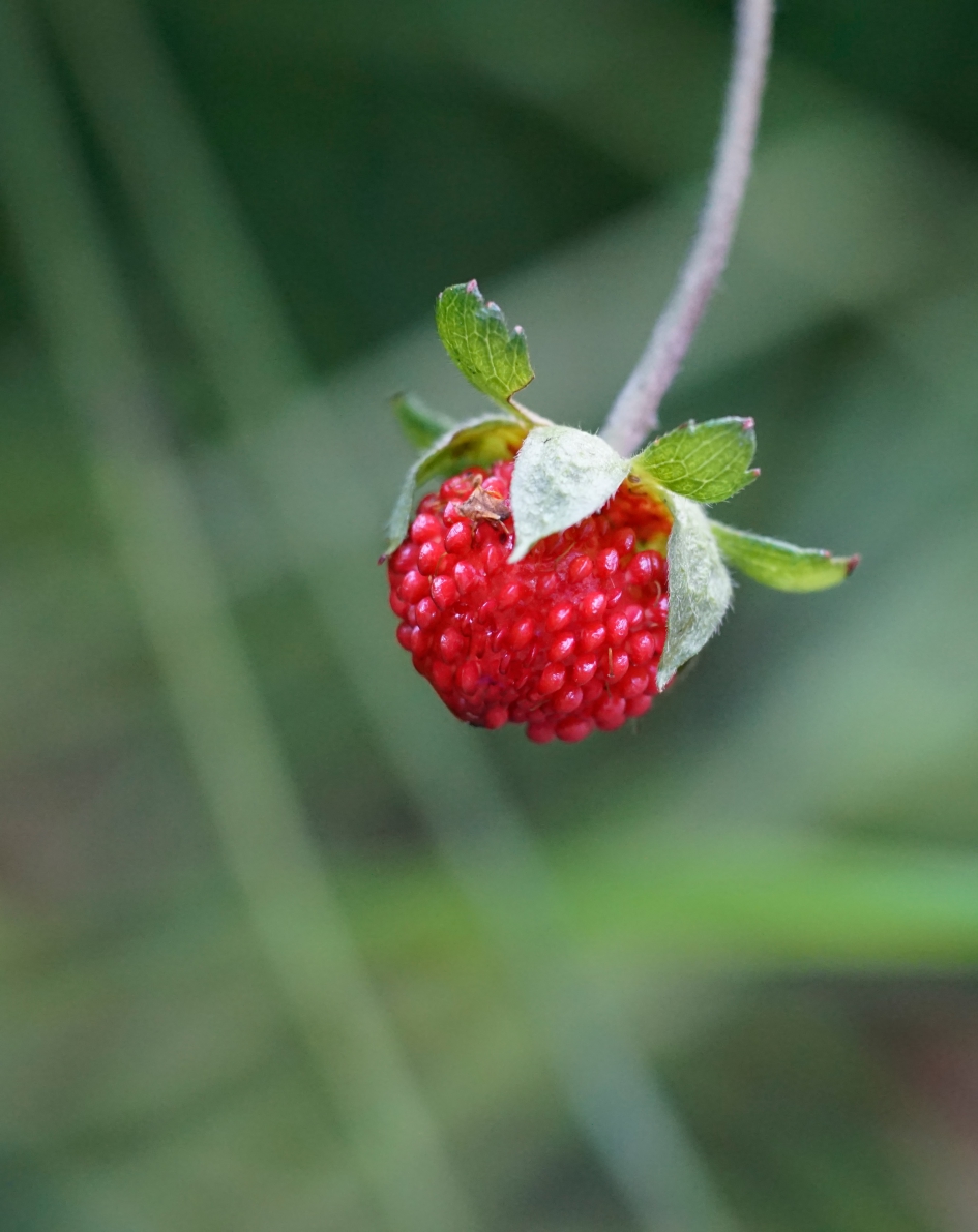 Schijnaardbei - Planten - 