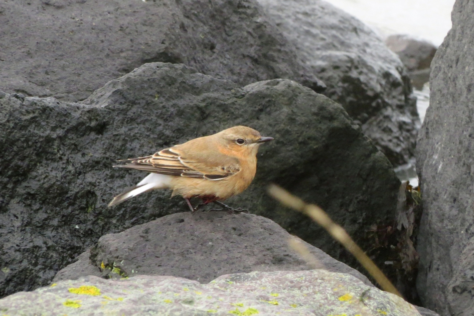 (Gewonde) Tapuit - Vogels - 