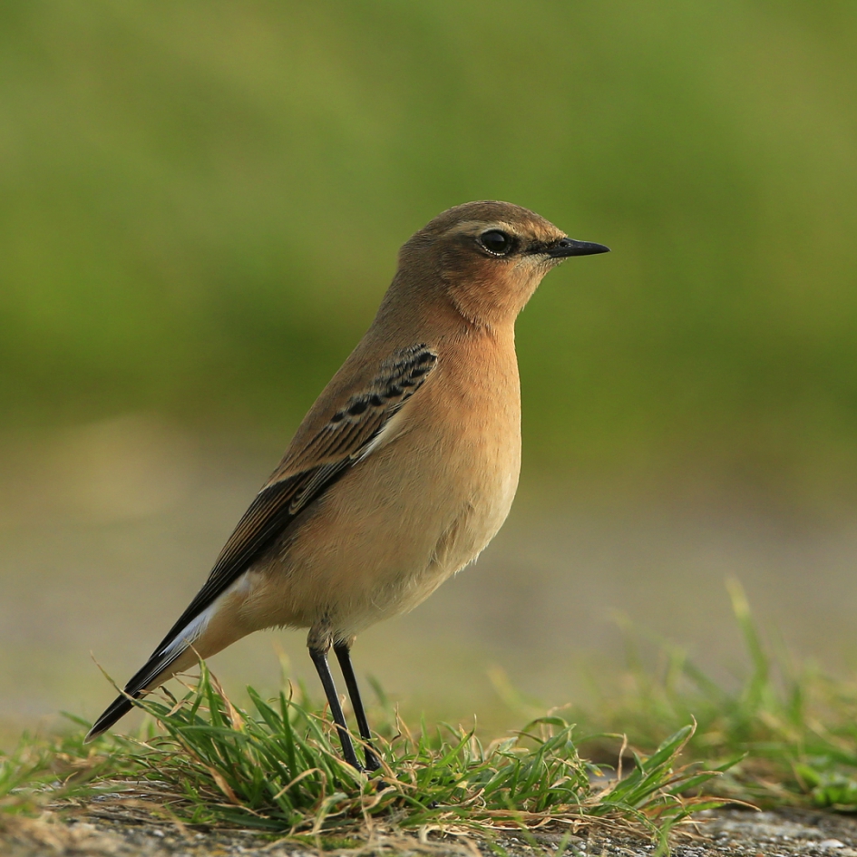 Tapuit - Vogels - Tapuit