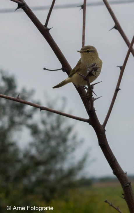 Tjiftjaf in onze tuin