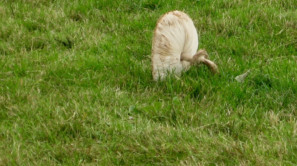 Topzwaar - Schimmels - Parasolzwam