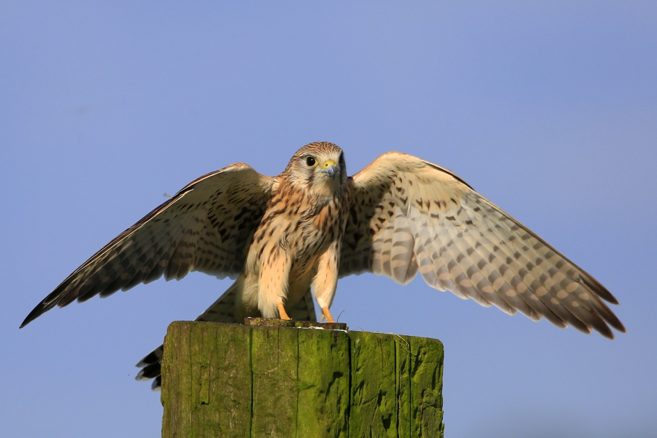Torenvalk landt ... - Vogels - Torenvalk
