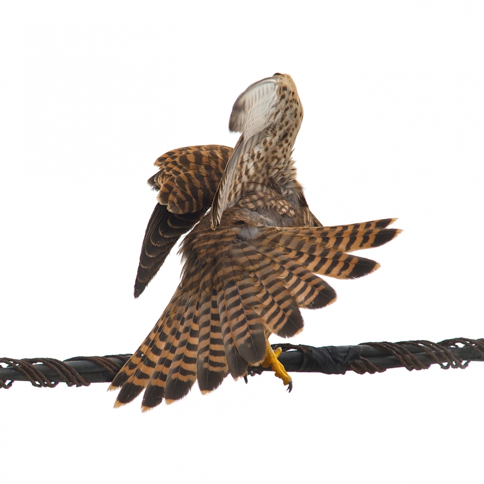 torenvalk met jeuk - Vogels - torenvalk