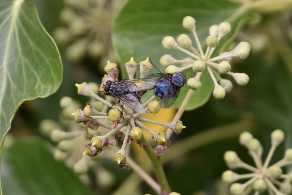 Twee stuks - Geleedpotigen - 